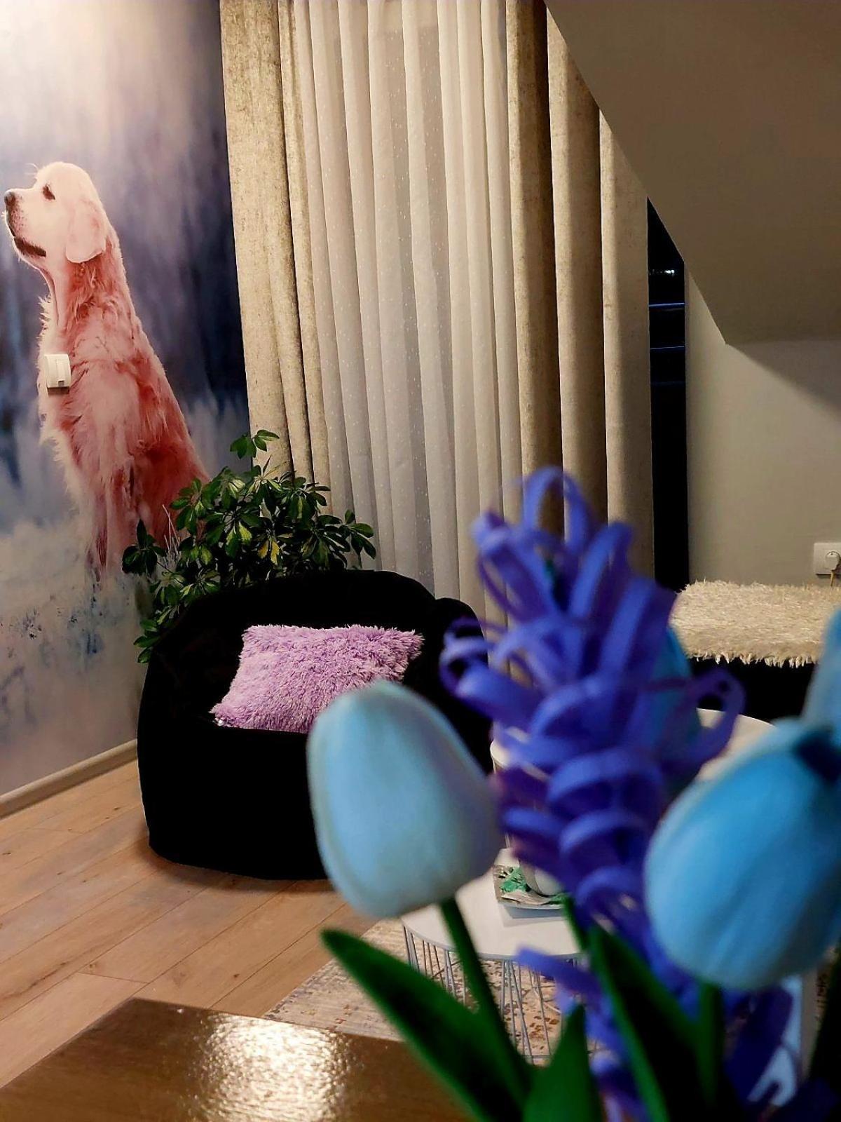 Apartmán Apartman Marija Nova Varoš Exteriér fotografie